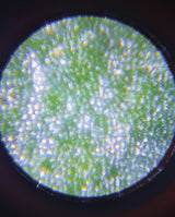 Microscop de buzunar, Janod, din lemn, 3 ani+